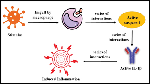 Scheme 1. The inflammatory response mediated by the release of IL-1β.