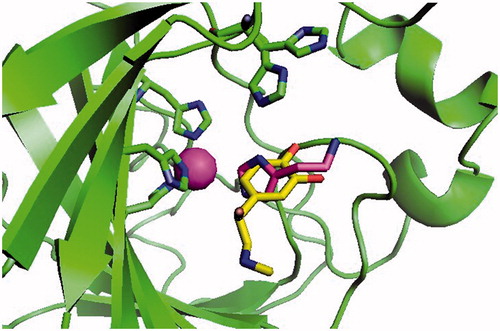 Figure 2. Binding of histamine 1 (magenta, PDB ID: 1AVN)Citation5 and L-adrenaline (yellow, PDB ID: 2HKK)Citation20 4 to hCA II, as determined by X-ray crystallography. The Zn(II) ion from the enzyme active site is the magenta sphere, with its three His ligands in green (His94, 96, and 119). His64, the natural proton shuttling residues, is shown (in green) in both its “in” and “out” conformations, above the activator molecules, which are bound at the entrance of the cavity.