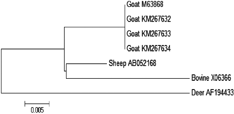 Figure 5. Phylogenetic analysis based on nucleotide sequences of the LALBA fragments of Saudi goats (NCBI Accession No. KM267632, KM267633 and KM267634) with GenBank α-LA reference sequences of goat (NCBI Accession No. M63868), Ovis aries (NCBI Accession No. AB052168), Bovine (NCBI Accession No. X06366) and deer (NCBI Accession No. AF194433).