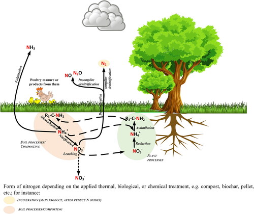 Figure 5. Transformation of nitrogen based on poultry manure in soil based on (Ros et al., Citation2020).