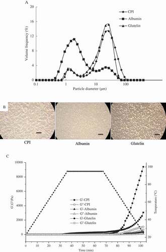 Figure 5. Particle distribution (A), optical microscopy images (B) of emulsions stabilized by CPI, albumin, and glutelin at a concentration of 0.1% (w/v), and changes in storage modulus (G′) and loss modulus (G″) of 10% (w/v) CPI, albumin, and glutelin dispersion with time and temperature (C). The bar accounts for 100 μm.