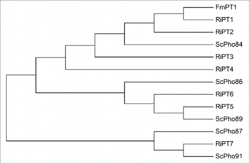 Figure 1. Neighbor joining tree of the Rhizophagus irregularis phosphate transporter (PT) family, based on the amino acid sequences of their full open reading frames. Sequence names consist of species code (first letter of genus and first letter of species name) and the PT number. Species codes; Fm: Funelliformis mosseae; Ri: Rhizophagus irregularis; Sc: Saccharomyces cerevisiae. Sequence names of R. irregularis correspond to PT characterized in Table S1. Sequence names of F. mosseae and S. cerevisiae were obtained from NCBI GenBank: ScPho84 (NP_013583), ScPho86 (NP_012418), ScPho87 (NP_009966), ScPho89 (NP_009855), ScPho91 (NP_014410) and FmPT1 (AAZ22389). We also provide GenBank accession numbers for sequences from R. irregularis: RiPT1 (KU219928), RiPT2 (KU219929), RiPT3 (KU219930), RiPT4 (KU219931), RiPT5 (KU219932), RiPT6 (KU219933) and RiPT7 (KU219934). For phylogenetic analysis, the PT amino acid sequences were aligned with ClustalW (http://www.ebi.ac.uk/Tools/msa/clustalw2/) using the following multiple alignment parameters: gap opening penalty 15, gap extension penalty 0.3, and delay divergent sequences set to 25%; and the Gonnet series was selected as the protein weight matrix. Neighbor joining trees were constructed using Poisson correction model for distance computation in MEGA4.Citation17