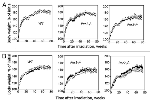 Figure 2. Changes in body weight of WT, Per1−/− and Per2−/− male (A) and female (B) mice monitored through 80 wk after exposure to 4 Gy of total body irradiation. Closed circles, untreated animals; open circles, irradiated animals. Radiation-induced loss of body weight was observed in Per2−/− females only (P = 0.03, Student t test).