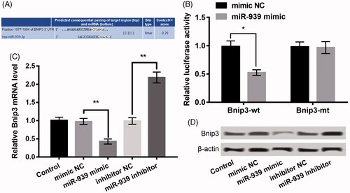 Figure 4. Bnip3 was a target of miR-939, and miR-939 negatively regulated Bnip3 expression. (A) The binding sequence between miR-939 and Bnip3. (B) Luciferase reporter assay revealed the target relationship between miR-939 and Bnip3. (C–D) The mRNA and protein expression of Bnip3 in H9c2 cells after transfection with miR-939 mimic, miR-939 inhibitor and their NC. The experiments were repeated three times. Data are expressed as mean ± SD. *p < .05 and **p < .01 compared to control.