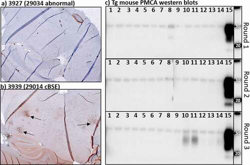 Figure 2. IHC and PMCA results from the Tg Bov XV mouse brains after being challenged intra-cranially with Exp. cBSE 1 (29,014) and Exp. cBSE 3 (29,034). a) Immunohistochemical staining of prion protein aggregates using anti-prion antibody F99. Some non-specific staining is seen around blood vessels but no aggregates are detected. b) Prion protein aggregates are detected in a number of areas in this transgenic mouse brain (arrows). c) Western blot detection of PK resistant prion proteins indicative of seeding activity in the brains of the mice tested. Mice challenged with Exp. cBSE 1 seeded PMCA formation of PK resistant PrP in all rounds (Sample 15). None of the Exp. cBSE 3 challenged mouse brains seeded PMCA conversion of PrP to PrPSc indicating no transmission of seeding activity from the index animal. Samples 1–12 3927 to 3938 (Exp. cBSE 3 (29,034) challenged mice), Sample 13: 3947 (29,059(BSE-), 595dpi), Sample 14: 3948 (29,059(-), 596dpi), Sample 15: 3940 (29,014(BSE+), 299dpi)