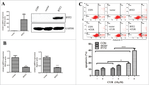 Figure 6. Exogenous overexpression of IFIT2 enhances sensitivity of K562 cells to curcumin (A) FIT2 gene-containing lentiviral infected K562 cells and detected the expression of IFIT2 by RT-PCR and western blot; (B) the expression of c-myc and skp2 were analyzed by RT-PCR after overexpression of IFIT2; (C) K562, K562-Vector and K562-IFIT2 were treated with or without 10μmol/L for 24 h, Annexin-V/PtdIns double-staining assay was used to detect percentage of apoptotic cells. *P < 0.05; ***P < 0.001.