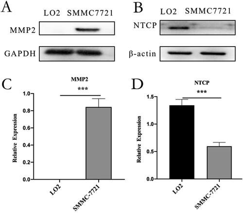 Figure 4. Western blot analysis: (A) western blot analysis of MMP2 in LO2 and SMMC-7721 cells. (B) western blot analysis of NTCP in LO2 and SMMC-7721 cells. (C) quantitative analysis of MMP2 western blot assay. (D) quantitative analysis of NTCP Western blot assay. Data represent mean ± standard deviation (n = 3). ***p < .001, *p < .05.