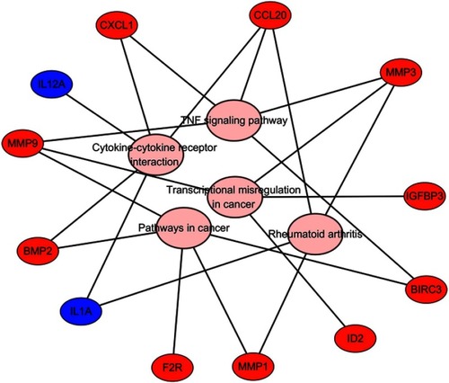 Figure 5 KEGG pathway analysis results for the key genes.Abbreviation: KEGG, Kyoto Encyclopedia of Genes and Genomes.