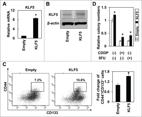 Figure 4. Overexpression of KLF5 increases the CD44+/CD133+ subpopulation and renders cells more resistant to anti-cancer drugs in hepatoma cell lines. KLF5 was transduced by retrovirus-mediated gene transfer into Huh7 cells. Expression level of KLF5 was examined by real-time PCR (A) and western blot (B). (* P < 0.05 vs. empty) (C) The CD44+/CD133+ subpopulation was determined by FACS. A histogram shows relative fold change of CD44+/CD133+ cells in Huh7 cells. (* P < 0.05 vs. empty) (D) KLF5 overexpressing cells and empty control cells were subjected to soft-agar colony formation assay. Chemotherapeutic reagents, CDDP (10 μM) and 5FU (5 μM), were added to the overlaid medium. Histogram shows relative colony numbers (* P < 0.05 vs. empty control).