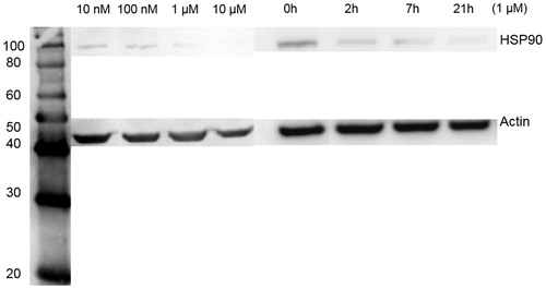 Figure 4. Quantitative western blotting of Hsp90 expression in HepG2 cells after treatment of ELP-GA conjugates as a function of dose and time. (A) Samples were taken at 48 h after each concentration (as in the cytotoxicity studies). Hsp90 was inhibited at a dose of 1 µm GA equivalent. (B) Hsp90 level as a function of time, treated by conjugates with a 1 µm GA equivalent concentration.