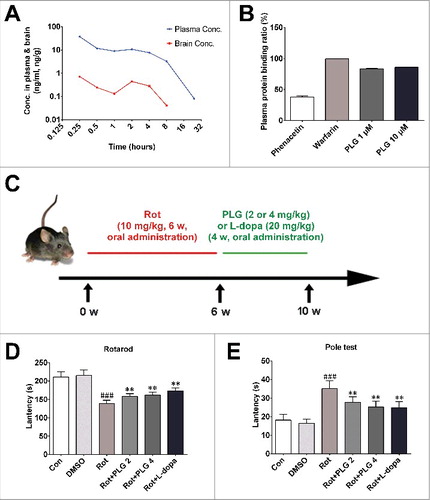 Figure 1. PLG is distributed in mouse brain and reverses motor deficits induced by rotenone. (A) C57BL male mice (3 mo old) were orally administered PLG (4 mg/kg) and sacrificed at 15 min, 30 min, or 1, 2, 4, 8, or 24 h. PLG levels in brain tissue and blood samples were determined by LC-MS/MS. (B) Plasma protein binding ratio was measured by equilibrium dialysis. PLG concentrations were 1 and 10 μM; phaenacetin (1 μM) and warfarin (1 μM) were used as controls.(C) Male C57BL mice were orally treated with rotenone (10 mg/kg) for 6 wk followed by PLG (2 or 4 mg/kg) or l-dopa (20 mg/kg) for 4 wk. (D, E) Rotarod (D) and pole (E) tests were used to assess motor function. Data are expressed as the mean ± SD (one-way analysis of variance). ###P<0.001 vs. control (Con); **P<0.01 vs. rotenone (Rot) (n = 10).