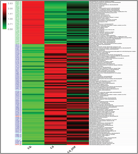 Figure 4. Heatmap of clustering analysis on gene expression pattern comparison of mitochondrial related genes in P. eryngii. CK, control sample; Cd, P. eryngii mycelium treated with 50 mM CdCl2; Cd_SNP, samples treated with 50 mM CdCl2 and 150 mM NO donor. Each treatment contains three biological replicates. The gene expression level increased with color from green to red.
