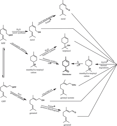 Figure 1. Biosynthetic Pathway of Oxygenated Compounds [Citation45], as Well as a Possible Route of Their Conversion into Limonene, due to Prolonged Heating in the Hydrodistillation Method.