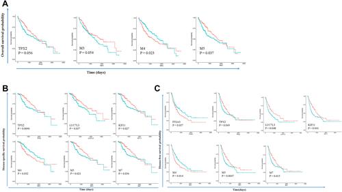 Figure 6 Modules and hub genes are indicative of patient survival. (A) Survival curves indicate that M4 and M5 expression can separate patients into two groups with different overall survival times; (B) survival curves indicate that TPX2, LUC7L3, KIF11, and modules M4, M5, M7 expression can separate patients into two groups with different disease-specific survival times; (C) survival curves indicate that ITGA3, TPX2, LUC7L3, KIF11, and modules M4, M5, M7 expression can separate patients into two groups with different disease-free survival times. Redline: low expression of genes or modules. Greenline: high expression of genes or modules.