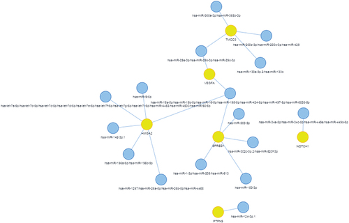 Figure 4. mRNA-miRNA interaction: mRNA shown in yellow circle are regulated by multiple miRNAs indicated in blue circle.