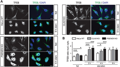 Figure 7. Accelerated TFEB nuclear translocation in PSENEN KO and CLN3 KO cells. (A) Images of TFEB (green) immunolocalization in HeLa WT, CLN3 KO and PSENEN KO cells under control conditions (fed) and 6 h after starvation (6 h starv). DAPI (blue) was used to label nuclei. Scale bars: 10 µm. (B) Plots show the TFEB nuclear to cytosolic ratio under control conditions and 2 h, 4 h and 6 h after starvation. Values are means ± SD of n = 20 cells pooled from three independent experiments, one-way ANOVA with a post hoc Tukey test *p < 0.05; ***p < 0.0001.