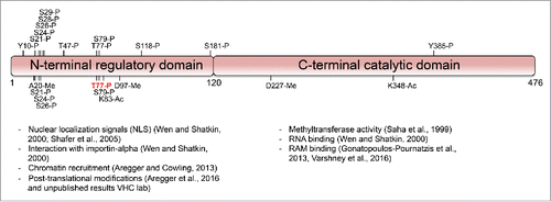 Figure 2. Post-translational modifications of RNMT. Human RNMT 1-120 is the N-terminal domain and RNMT 121-476 is the catalytic domain and interacts with RAM. Above depiction of RNMT are phosphorylation sites (P) obtained from PhosphositePlus (sites with only 1 mass spectrometry/high-throughput proteomics reference excluded). Below depiction of RNMT are phosphorylation, acetylation (Ac) and methylation (Me) sites identified from analysis in Aregger et al., 2016.