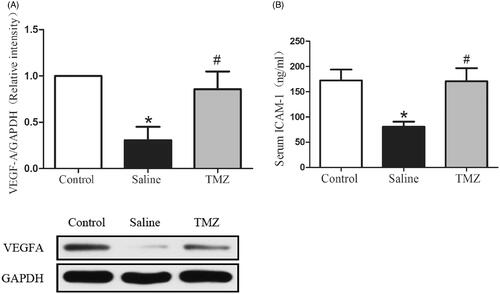 Figure 3. TMZ stimulates VEGF-A expression in the ischaemic muscles and elevates serum ICAM-1 level. (A) Gastrocnemius extracts were assayed for VEGF-A protein levels by immunoblot and quantitation; (B) Serum levels of ICAM-1 were measured by ELISA. Data are shown as means ± SE. *p < .05 compared to the control group, #p < .05 compared to the saline group.