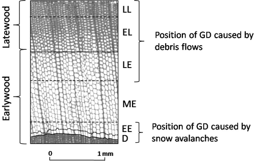 FIGURE 3 Tree ring showing earlywood and latewood cells. The earlywood is subdivided into early early (EE), middle (ME), and late (LE) earlywood and latewood into early (EL) and late (LL) latewood (adapted from CitationStoffel et al., 2005, Citation2006). D is dormancy, and GD is growth disturbances.