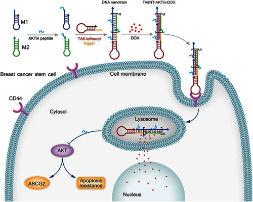 Figure 1 Schematic diagram of self-assembled TA6NT-AKTin-DOX. TA6NT-AKTin-DOX consists of a CD44 aptamer TA6, DNA building blocks M1 and M2 conjugated by an AKT inhibitor peptide AKTin individually, and DOX. This aptamer-conjugated DNA nanotrain was first taken up via targeted endocytosis. Following the release in acidic organelles, DOX diffused into the cell nucleus and the AKTin inhibited AKT. Drug resistance reversal can be achieved by interfering ABCG2-mediated drug efflux and inducing apoptosis.