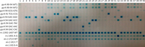 Figure 1 The hybridized image detected with the reverse dot blot hybridization assay for oﬂoxacin and second-line injectable drug resistance conferring mutations.