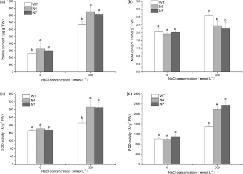 Figure 5. Proline content (a), MDA content (b) and the activities of SOD (c) and POD (d) in WT and transgenic lines.