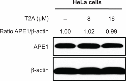 Figure S4 HeLa cells were treated with T2A at indicated dose for 24 hours.