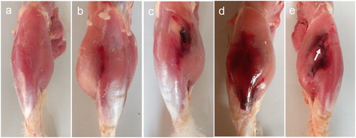 Figure 6. Different degrees of crus haemorrhage in Pekin ducks. (a) Normal crus with no haemorrhage. (b) Mild haemorrhagic profile of thin slight bleeding. In moderate degree, few intermuscular blood clots could be seen. (c) When severe haemorrhage occured, large blood clots could be seen between crural muscles, and blood cells infiltrated into subcutaneous tissue. (d) Multiple large blood clots could be seen between crural muscles in very severe cases. (e) In addition, macroscopic muscular rupture could be seen (arrow). Subcutaneous fascia with blood had been removed.