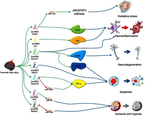 Figure 1 The probable mechanisms of the effects produced by lncRNAs on TBI.