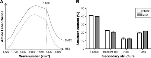 Figure 5 Secondary structure analysis of EMS2 and MS2 spheres. (A) FTIR spectra of EMS2 and MS2 spheres. The 1,626 cm−1 peaks correspond to a β-sheet structure of spheres; (B) Secondary structure composition of EMS2 and MS2 spheres. Spheres were formed using 2.5 mg/mL concentration of silk proteins and 2 M potassium phosphate, pH 7. The experiment was repeated three times. The means and error bars indicating standard deviations are shown.Abbreviation: FTIR, Fourier-transform infrared spectroscopy.