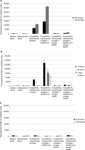 Figure 5 Coadministration of complexed mitochondria and controls in Huh7-Mito− and SK Hep1-Mito− cells, as measured by fluorescence and qPCR.