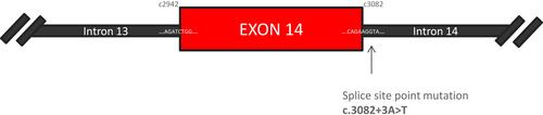 Figure 6 Schematic representation of a part of MET gene, including exon 14, its splicing site, and the site of the mutation.