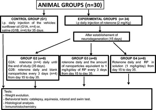 Scheme 1. Experimental animal groups.
