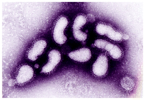 Figure 1. Electron micrograph of the H5N1 Influenza virus. Reproduced with permission from Nature Publishing Group.