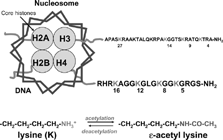 Figure 4 The structure of nucleosomes. DNA is wound around the histone core, which is composed of 8 histone molecules with two copies of histones 2A, 2B, 3 and 4. Each histone molecule has a long N-terminal tail rich in lysine residues (K), which protrudes through and beyond the DNA helix. These lysine residues are the sites of acetylation resulting in a loss of positively charged histones thereby reducing the electrostatic attraction with negatively charged DNA. This surface also forms a bromodomain structure which enables recruitment of other transcriptional complexes.