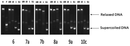 Figure 6. Recombinant Topo II inhibitory activities of compounds 6, 7a, 7b, 8a, 9a, and 10c at 100, 10, 1, 0.1 µM. Lane P: pBR322 DNA only; lane N: pBR322 DNA + Topo II; lanes (6, 7a, 7 b, 8a, 9a and 10c): pBR322 DNA + Topo II + compounds 6, 7a, 7 b, 8a, 9a and 10c.