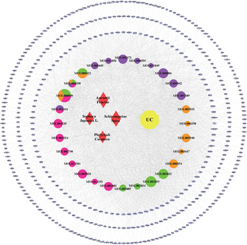 Figure 4 C-D-T network of HHS against UC. It contains 454 nodes and 2569 edges. Blue ellipse nodes stand for the target genes; the purple, orange, green, and rose-red colors in ellipse nodes indicate bioactive compounds from Schizonepetae Spica, Sophorae Flos, Platycladi Cacumen, and Aurantii Fructus, respectively; and the red diamond nodes represent four herbs in HHS.