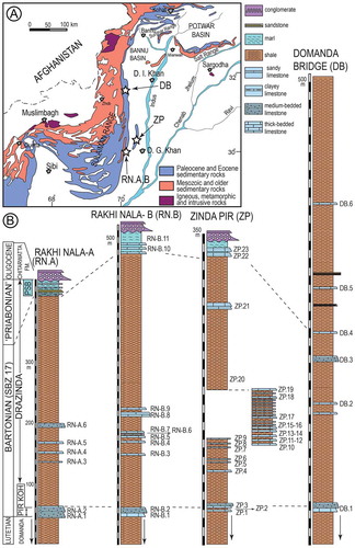 Figure 3. Location of Sulaiman Range in Pakistan (A), simplified geological map of the Sulaiman Range (B), and stratigraphic sections and sampling points from the Pirkoh and Drazinda formations (C).Notes: Geological map is simplified from Kazmi and Rana (Citation1982). PSB: Pellatispira beds (from Ali et al., Citation2018).