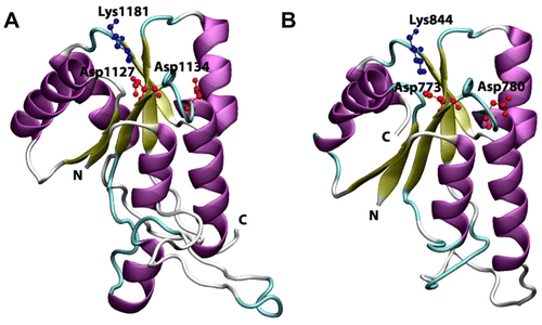 Figure 6 Cartoon view diagram of the secondary structure of RD showing the presence of 5 β-sheets and 6 α-helices arrangements in both AtHK1 (A) and OsHK3b (B) showing conserved residues. The residues are numbered according to their respective position in the complete sequence of AtHK1 and OsHK3b.