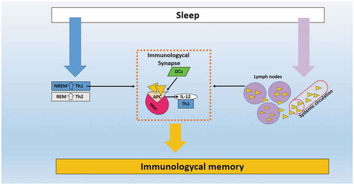 Figure 1. Illustrative image of the role of sleep in immunological memory. (Orange triangles) represents the migration of T/B lymphocytes from systemic circulation IL, Interleukin; APC, antigen-presenting cells; Th1/Th2, T helper lymphocytes 1/2; DCs, dendritic cells.
