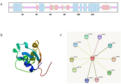 Figure 2. Structural analysis of NENF protein in goat. (a) Secondary structure prediction of NENF protein, α-helix are represented in blue, extended strand was represented in red, β-turn are represented in green, random coils are represented in orange. (b) Prediction of tertiary structure of NENF protein. (c) NENF protein interaction network.