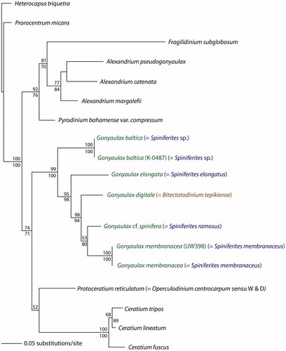 Figure 1. A phylogeny based on lsu DNA sequences of Gonyaulax/Spiniferites sensu lato species, modified after Ellegaard et al. (Citation2003). The genus Gonyaulax encompasses all species; the genus Spiniferites is polyphyletic; the genus Bitectatodinium is paraphyletic (as it is embedded in the genus Gonyaulax/Spiniferites). Mertens et al. (Citation2017) indicate that the genus Impagidinium is also paraphyletic.