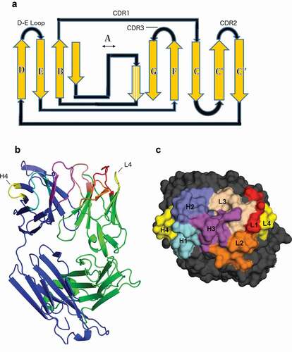 Figure 1. Position of the DE loop in antibody structures