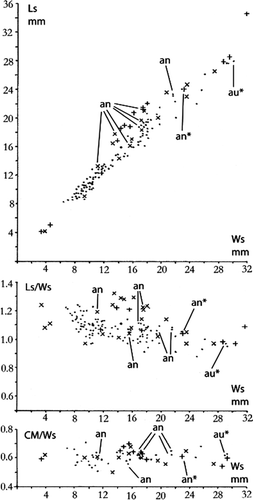 Fig. 20. Atrypoidea (Atrypoidea) australis (Dun, Citation1904). Plots of Ls, and the ratios Ls/Ws, CM/Ws against Ws. Dots indicate specimens from the Molong Limestone, crosses those from the late Wenlock of the Canberra-Yass region, x for specimens from the Ludlow of Yass. an — specimens previously identified ad A. angusta (an* — lectotype); au* — lectotype, A. australis.