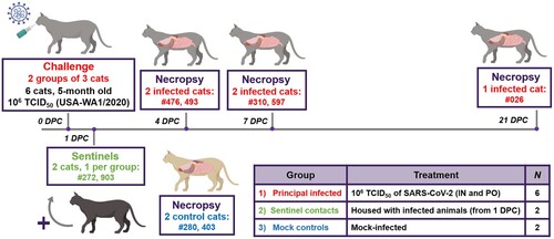 Figure 1. Study design. Ten cats were placed into three groups. Group 1 (principal infected animals) consisted of six cats (three cats/housing unit) and was inoculated via intranasal (IN) and oral (PO) routes simultaneously with a total dose of 1 × 106 TCID50 of SARS-CoV-2 in 2 ml DMEM. The cats in Group 2 (n = 2; sentinel contact animals) and Group 3 (n = 2; mock control animals) were housed in a separate room. At 1-day post challenge (DPC), the two cats in Group 2 were co-mingled with the principal infected animals in Group 1 (one cat per cage) and served as sentinel contact controls. The remaining two cats in Group 3 were housed in a separate room and served as mock-infected negative controls. Principal infected animals were euthanized and necropsied at 4 (n = 2), 7 (n = 2) and 21 (n = 1) DPC to evaluate the course of disease. The two negative control animals in Group 3 were euthanized and necropsied at 3 DPC. The remaining three animals from Group 1 (one principal infected animal) and Group 2 (two sentinel contact animals) were maintained for future re-infection studies.