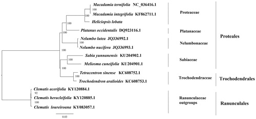 Figure 1. The best ML phylogeny recovered from 13 complete plastome sequences by RAxML. Accession numbers: Heliciopsis lobata (GenBank accession number: MK736992, this study), Macadamia ternifolia NC_036416.1, Macadamia integrifolia KF862711.1, Nelumbo nucifera JQ336993.1, Nelumbo lutea JQ336992.1, Platanus occidentalis DQ923116.1, Sabia yunnanensis, KU204902.1, Meliosma cuneifolia KU204901.1, Trochodendron aralioides KC608753.1, Tetracentron sinense KC608752.1, outgroups: Clematis loureiroana KY083057.1; Clematis heracleifolia KY120885.1; Clematis acerifolia KY120884.1.