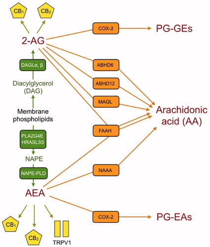 Figure 1. A schematic view of the eCB signalling system showing the protein targets for the genes studied in the present study. The corresponding gene names are shown in Table 1. Anabolic enzymes are shown in green, the target receptors are shown as yellow symbols, and the catabolic enzymes are shown in orange. Abbreviations: ABHD6/12: αβ/beta-hydrolase domain containing 6/12; CB1 and CB2: cannabinoid receptors 1 and 2; COX-2: cyclooxygenase-2; DAGL: diacylglycerol lipase; FAAH: fatty acid amide hydrolase; HRASLS5: phospholipase A and acyltransferase 5; MAGL: monoacylglycerol lipase; NAAA: N-acylethanolamine acid amide hydrolase; NAPE: N-acyl-phosphatidylethanolamine; NAPE-PLD: NAPE-phospholipase D; PLA2G4E: phospholipase A2 group IVE; PG-EAs: prostaglandin ethanolamides (prostamides); PG-GEs: prostaglandin glyceryl esters; TRPV1: transient receptor potential vanilloid 1.