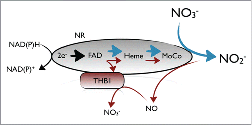 Figure 2. Schematic representation of NR regulation by THB1. In conditions where nitrite concentrations are low, all electrons go to nitrate reduction (blue arrows). If nitrite increases, NR produces NO and then THB1 can take electrons from NR to convert NO in nitrate (red arrows) and NR activity is partially inhibited.