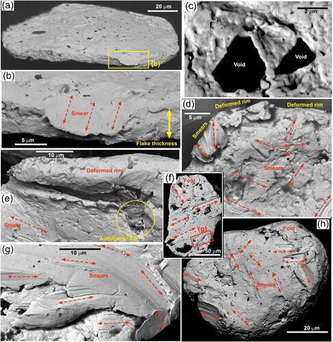 Figure 10. Backscatter electron images of detrital gold particle surface and deformation textures from a Millenial dune at Waipapa beach. (a,b) Edge view of a flake, showing the thin structure and smeared marginal overhang. (c) Close view of a little-deformed portion of a flake surface (as in Figure 9c) showing straight-sided voids that may reflect primary textures. (d-h) Views of variably smeared particle surfaces, with different smear directions indicated with red arrows.