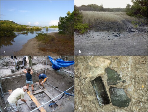 Figure 3. (a) Overview of the seaward shore of the current lagoon with – from left to right – muddy, organic lagoon sediment; loamy sediment resulting from mixing of marine sand and loam; marine sand from tombolo; (b) archaeological material eroding from the beach barrier at the lagoon side of Pointe Baham; (c) excavation of deeply buried archaeological deposits in the lagoon in Unit 17 (2015); and (d) pottery sherds and Aliger gigas shells on the bottom of the lagoon (Photos by Menno Hoogland).
